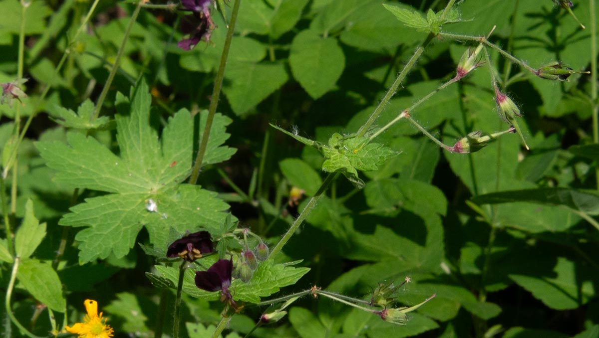 Blatt, Fruchtstand